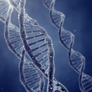 DNA double helix molecules and chromosomes.